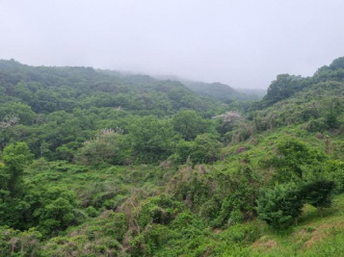 전라남도 광양시 옥곡면 수평리 산176-1 임야 경매 사진 50