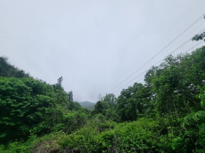 전라남도 광양시 옥곡면 수평리 산176-1 임야 경매 사진 58