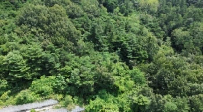 전북특별자치도 전주시 완산구 석구동 산177-4 임야 경매 사진 12
