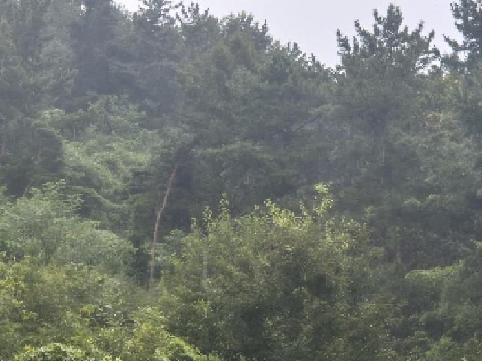 전북특별자치도 전주시 완산구 석구동 산177-4 임야 경매 사진 7