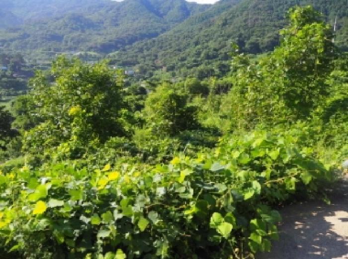 경상남도 밀양시 단장면 법흥리 767 답 경매 사진 6