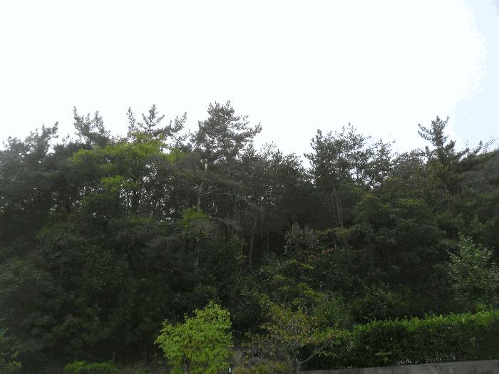 경상남도 밀양시 삼랑진읍 용전리 산62-1 임야 경매 사진 1