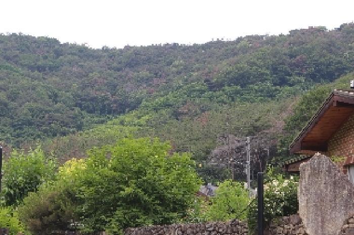 경상남도 밀양시 삼랑진읍 용전리 산62-1 임야 경매 사진 8