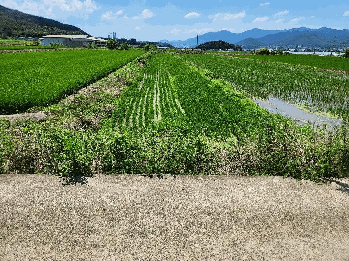 경상남도 밀양시 부북면 무연리 416-5 답 경매 사진 3