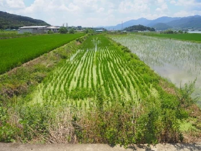 경상남도 밀양시 부북면 무연리 416-5 답 경매 사진 4