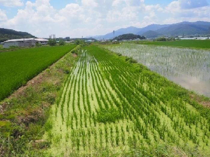 경상남도 밀양시 부북면 무연리 416-5 답 경매 사진 6
