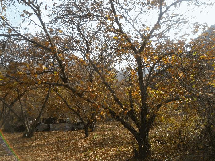 경상남도 밀양시 단장면 국전리 464 답 경매 사진 2