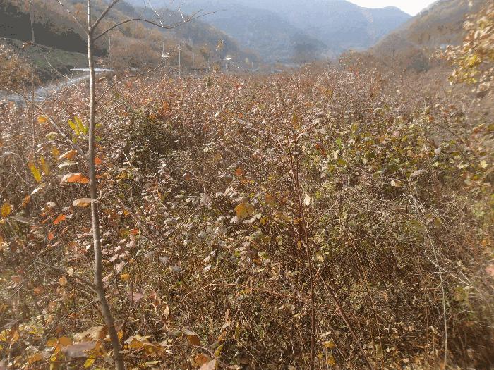 경상남도 밀양시 단장면 국전리 464 답 경매 사진 4