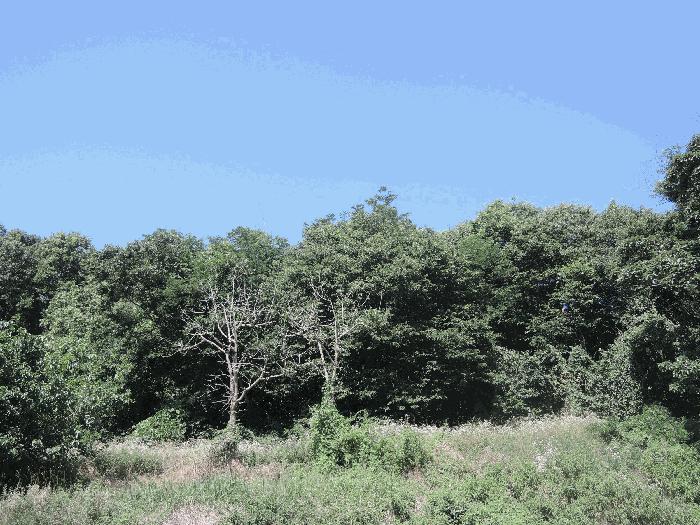 충청남도 홍성군 갈산면 행산리 207-3 임야 경매 사진 2