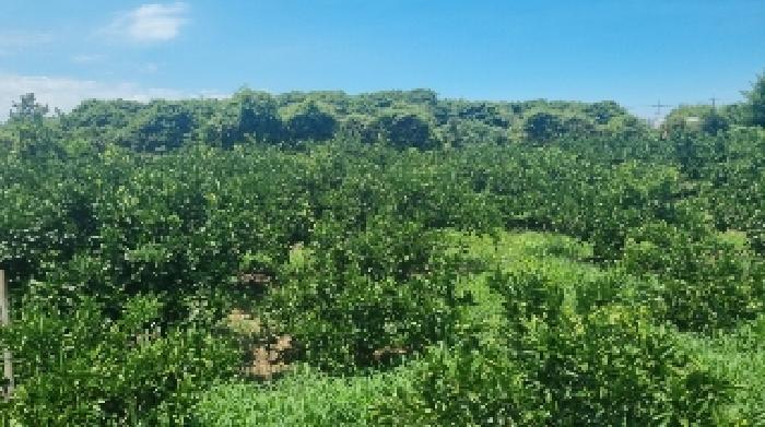 제주특별자치도 제주시 삼양일동 35-4 과수원 경매 사진 17