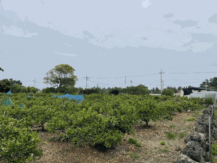 제주특별자치도 제주시 삼양일동 35-4 과수원 경매 사진 5