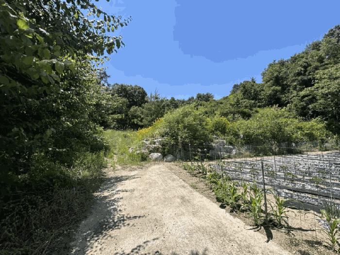 충청북도 영동군 심천면 고당리 380-4 전 경매 사진 6