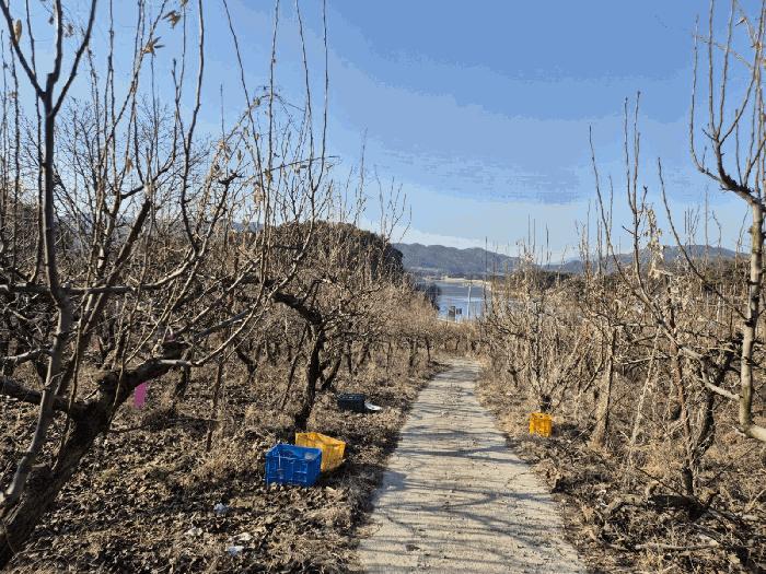 경상북도 상주시 공검면 오태리 59-8 과수원 경매 사진 4