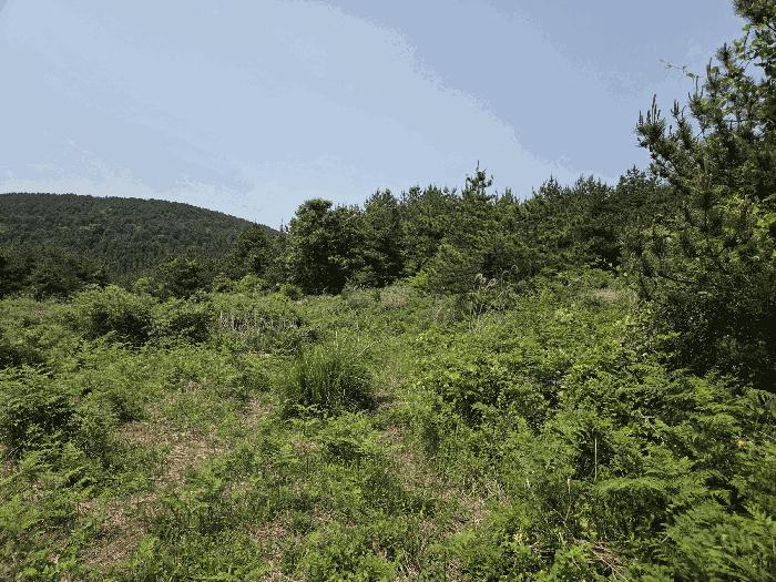 제주특별자치도 제주시 조천읍 선흘리 624-13 잡종지 경매 사진 10