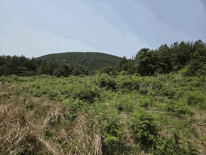 제주특별자치도 제주시 조천읍 선흘리 624-13 잡종지 경매 사진 14