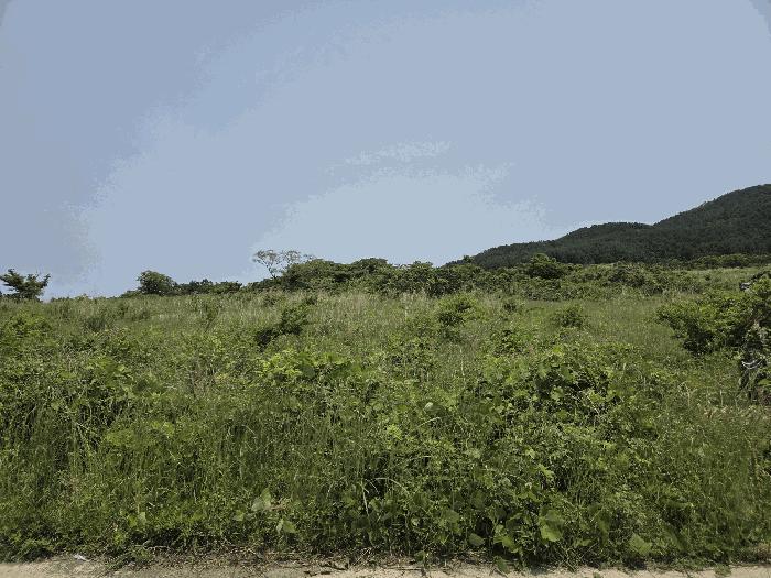 제주특별자치도 서귀포시 표선면 성읍리 1864 임야 경매 사진 20