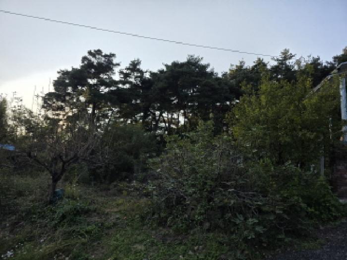 경상북도 성주군 선남면 관화리 산15 임야 경매 사진 5