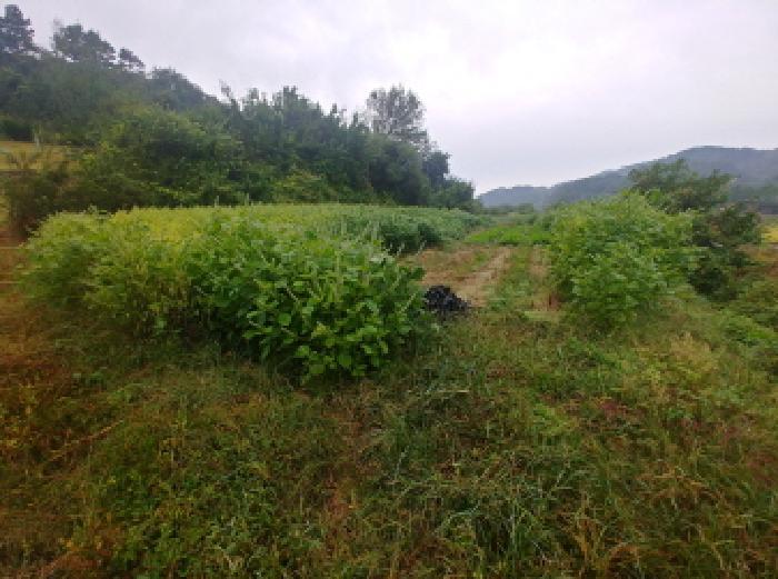 충청남도 금산군 제원면 금성리 52-1 전 경매 사진 12