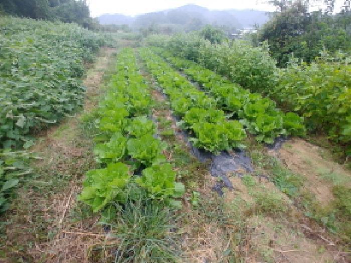 충청남도 금산군 제원면 금성리 52-1 전 경매 사진 14