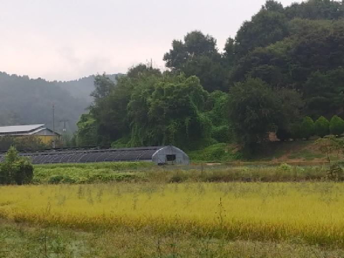 충청남도 금산군 제원면 금성리 52-1 전 경매 사진 20