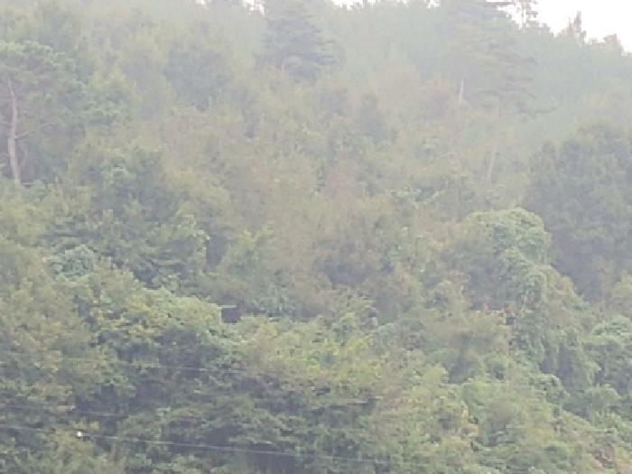 충청남도 금산군 제원면 금성리 52-1 전 경매 사진 33