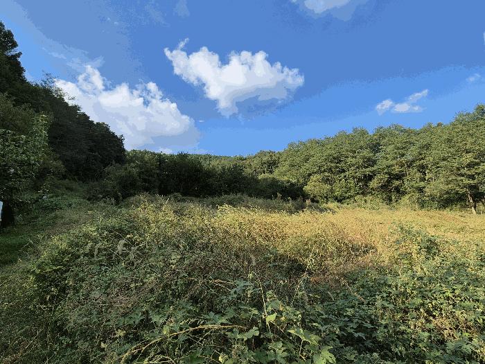 충청남도 금산군 제원면 금성리 52-1 전 경매 사진 8