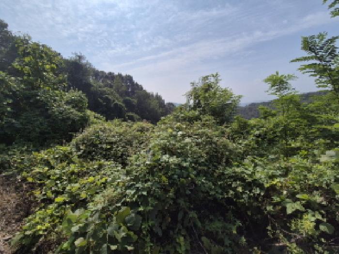세종특별자치시 장군면 대교리 74-47 임야 경매 사진 4