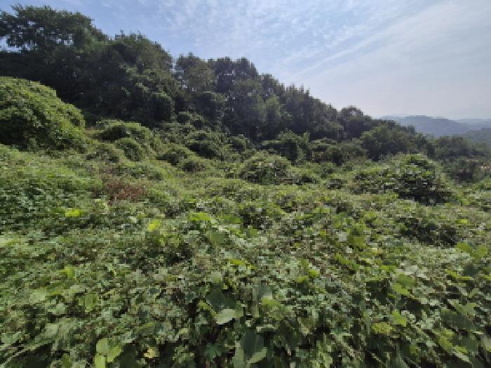 세종특별자치시 장군면 대교리 74-47 임야 경매 사진 9