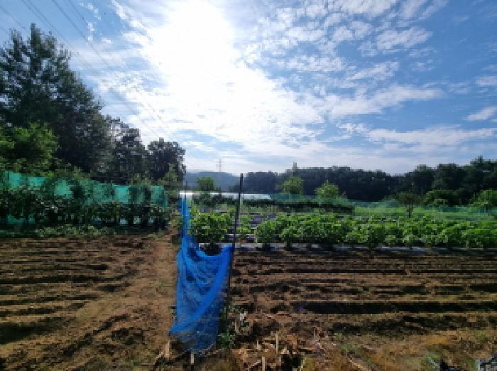 경기도 성남시 분당구 금곡동 492 전 경매 사진 5