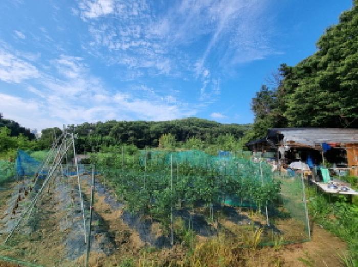 경기도 성남시 분당구 금곡동 492 전 경매 사진 6
