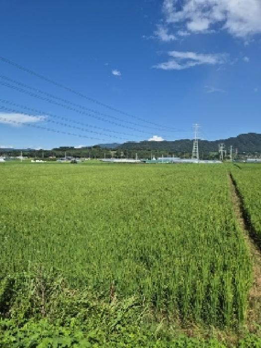 전라남도 담양군 고서면 성월리 364-8 답 경매 사진 4