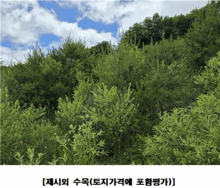 충청남도 금산군 군북면 동편리 산26-1 임야 경매 사진 2