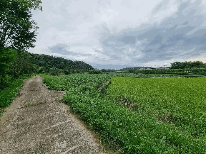 전라남도 장성군 서삼면 금계리 49 답 경매 사진 1