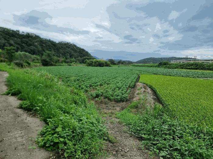전라남도 장성군 서삼면 금계리 49 답 경매 사진 2