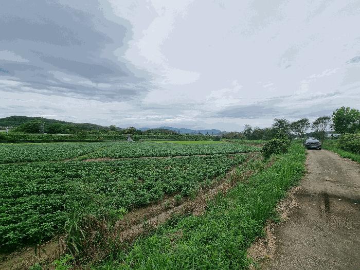전라남도 장성군 서삼면 금계리 49 답 경매 사진 3