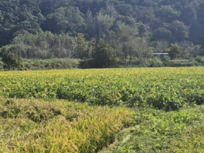 전라남도 장성군 서삼면 금계리 49 답 경매 사진 8