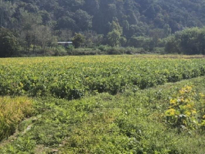 전라남도 장성군 서삼면 금계리 49 답 경매 사진 9