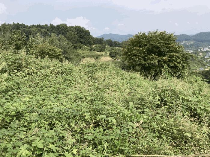 충청북도 괴산군 괴산읍 서부리 567-5 전 경매 사진 2