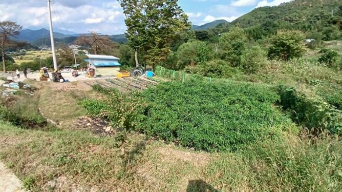 경상남도 합천군 묘산면 관기리 502-3 임야 경매 사진 25