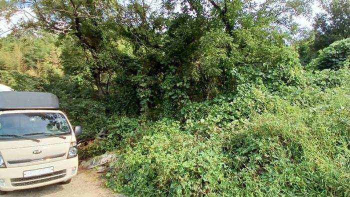 경상남도 합천군 묘산면 관기리 502-3 임야 경매 사진 53