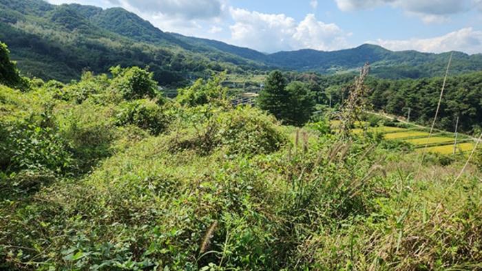 경상남도 합천군 묘산면 관기리 502-3 임야 경매 사진 65