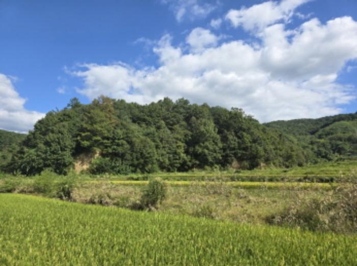 경상남도 합천군 묘산면 관기리 502-3 임야 경매 사진 74