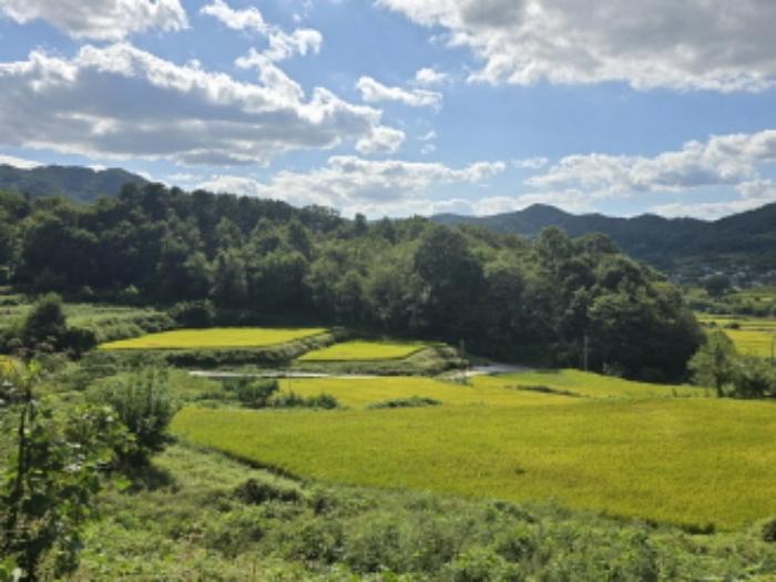 경상남도 합천군 묘산면 관기리 502-3 임야 경매 사진 75