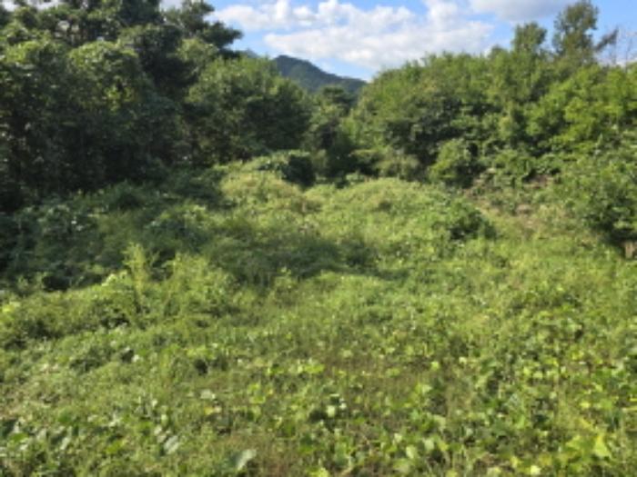 경상남도 합천군 묘산면 관기리 502-3 임야 경매 사진 77