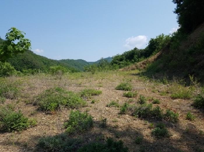 강원특별자치도 홍천군 서면 두미리 산36 임야 경매 사진 27
