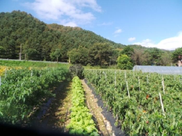 강원특별자치도 화천군 화천읍 풍산리 400 답 경매 사진 28