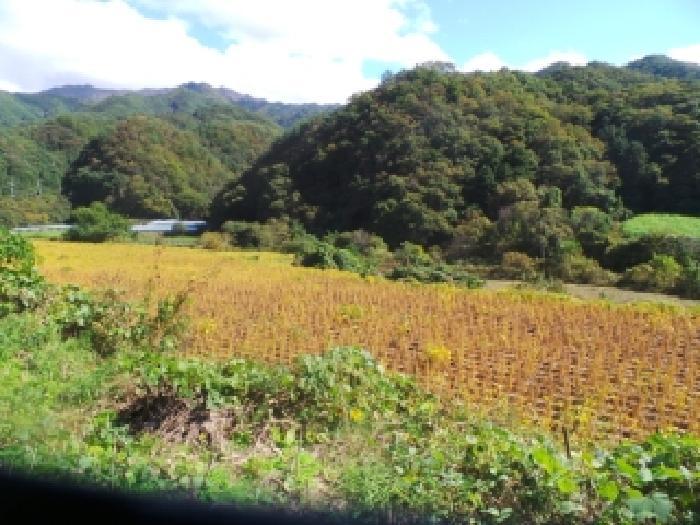 강원특별자치도 화천군 화천읍 풍산리 400 답 경매 사진 9