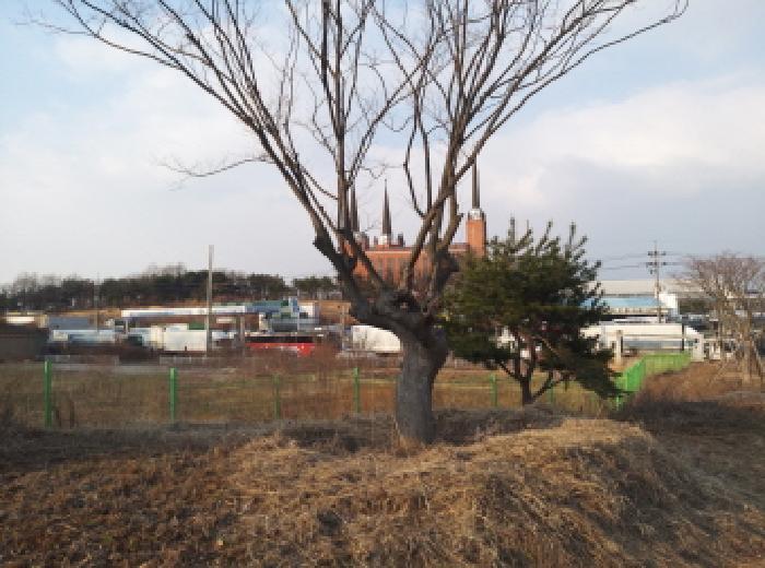 경기도 평택시 포승읍 원정리 328 전 경매 사진 9