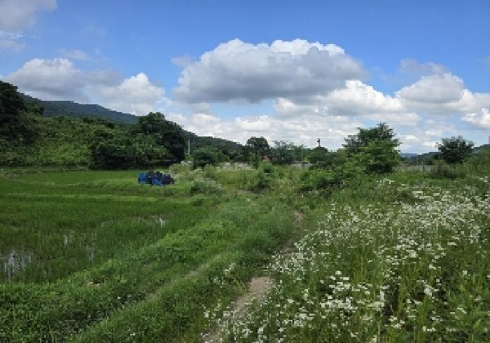 충청북도 음성군 음성읍 한벌리 650 답 경매 사진 10