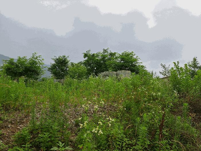 충청북도 음성군 음성읍 한벌리 650 답 경매 사진 9